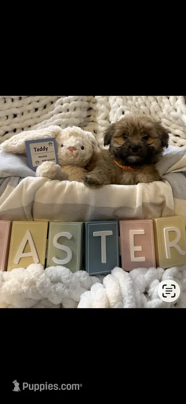 Teddy, a male Morkie for sale in Wildwood, FL – Photo 1 of 2