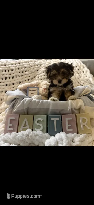 Mittens, a male Morkie for sale in Wildwood, FL – Photo 1 of 1