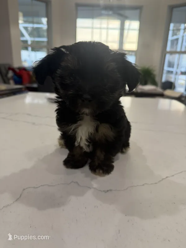 Teal, a female Maltese for sale in Wildwood, FL – Photo 1 of 1