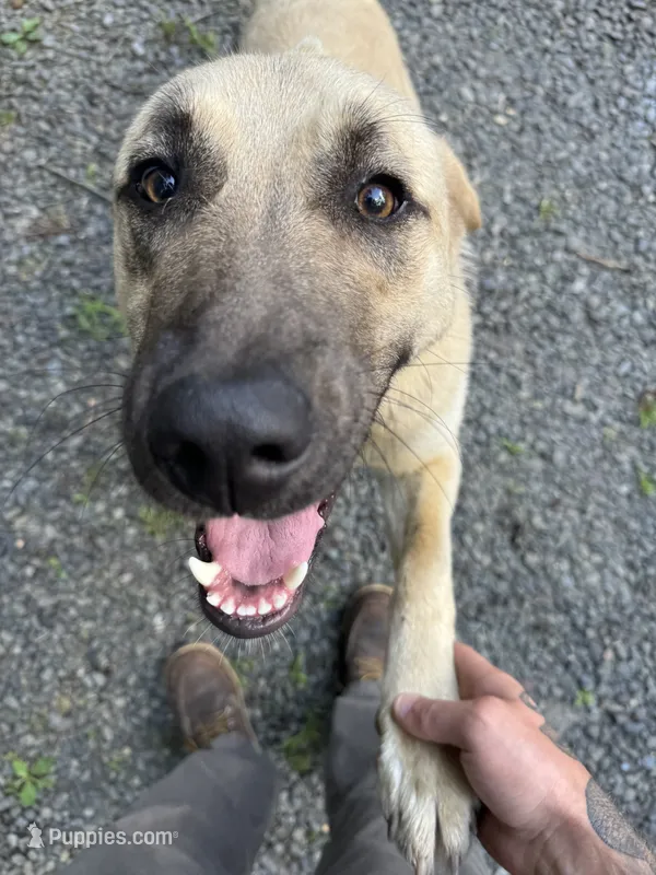 Freya – Anatolian Shepherd Dog puppy for sale in Vincentown, NJ