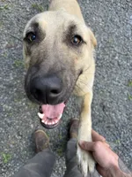 Freya, a female Anatolian Shepherd Dog for sale in Vincentown, NJ – 1 of 5