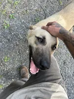 Freya, a female Anatolian Shepherd Dog for sale in Vincentown, NJ – 2 of 5