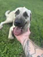 Freya, a female Anatolian Shepherd Dog for sale in Vincentown, NJ – 3 of 5