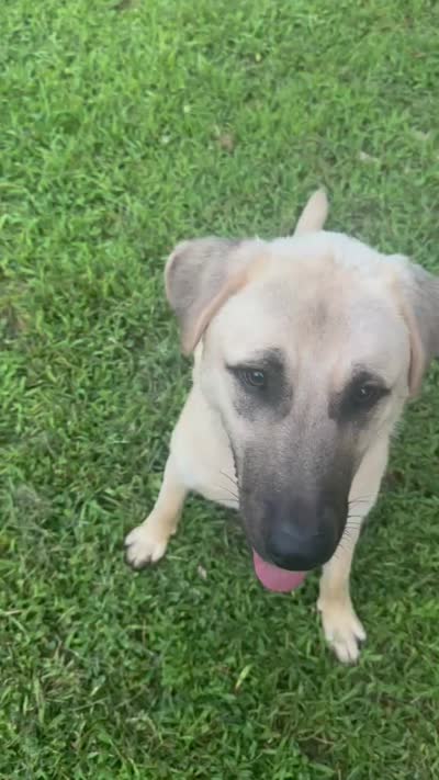 Freya, a female Anatolian Shepherd Dog for sale in Vincentown, NJ – 5 of 5