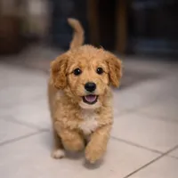 Ivy, a female Goldendoodle for sale in Hobe Sound, FL – Photo 1 of 3