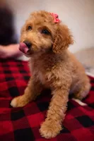 Ivy, a female Goldendoodle for sale in Hobe Sound, FL – Photo 3 of 3