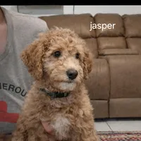 Jasper, a male Goldendoodle for sale in Hobe Sound, FL – Photo 2 of 3