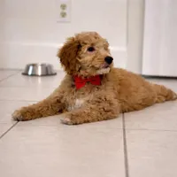 Jasper, a male Goldendoodle for sale in Hobe Sound, FL – Photo 1 of 3