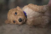 Lilly, a female Goldendoodle for sale in Hobe Sound, FL – Photo 4 of 5