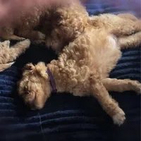 Lilly, a female Goldendoodle for sale in Hobe Sound, FL – Photo 5 of 5