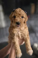 Lilly, a female Goldendoodle for sale in Hobe Sound, FL – Photo 3 of 5