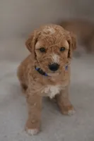 Cosmos, a male Goldendoodle for sale in Hobe Sound, FL – Photo 2 of 4