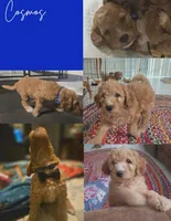 Cosmos, a male Goldendoodle for sale in Hobe Sound, FL – Photo 4 of 4