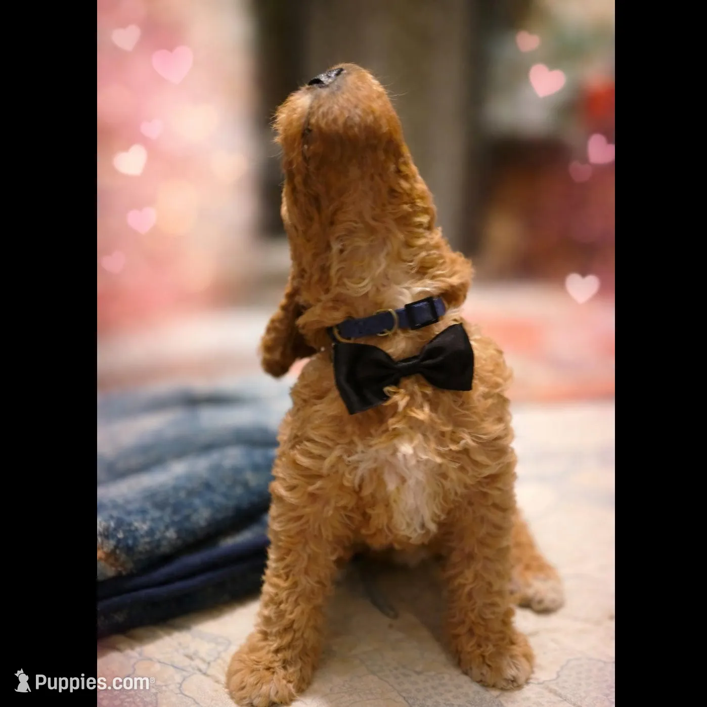 Cosmos, a male Goldendoodle for sale in Hobe Sound, FL – Photo 3 of 4