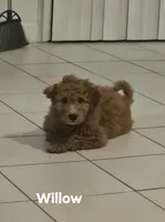 Willow, a female Goldendoodle for sale in Hobe Sound, FL – Photo 2 of 3