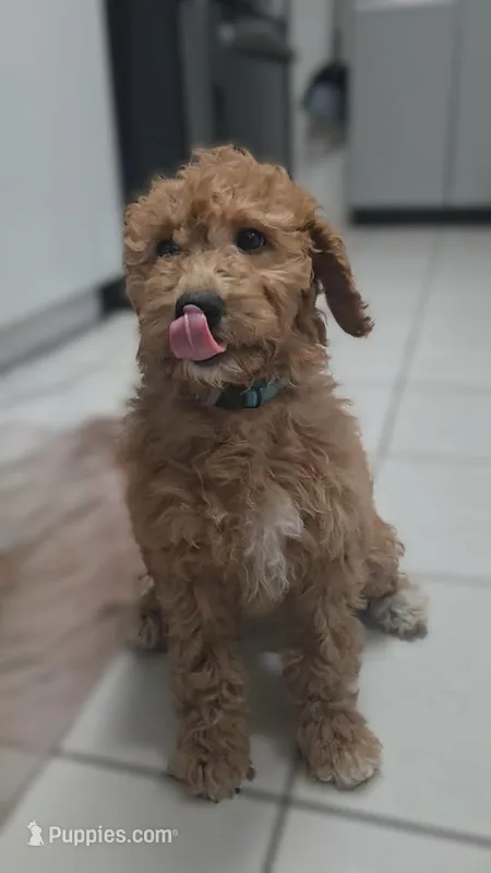Willow, a female Goldendoodle for sale in Hobe Sound, FL – Photo 1 of 3