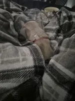 Kenji, a male Chihuahua for sale in Denver, CO – Photo 2 of 3