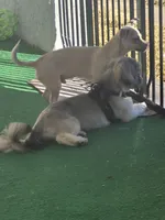 Kenji, a male Chihuahua for sale in Denver, CO – Photo 3 of 3