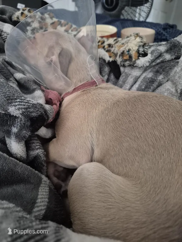 Kenji – Chihuahua puppy for sale in Denver, CO