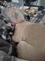 Kenji, a male Chihuahua for sale in Denver, CO – Photo 1 of 3