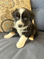 Fili, a male Miniature Australian Shepherd for sale in Lodi, CA – 3 of 10