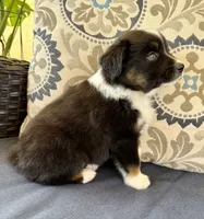 Tauriel, a female Miniature Australian Shepherd for sale in Lodi, CA – 7 of 10