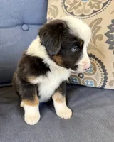 Bilbo, a male Miniature Australian Shepherd for sale in Lodi, CA – 8 of 9