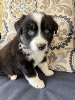 Fili, a male Miniature Australian Shepherd for sale in Lodi, CA – 7 of 10