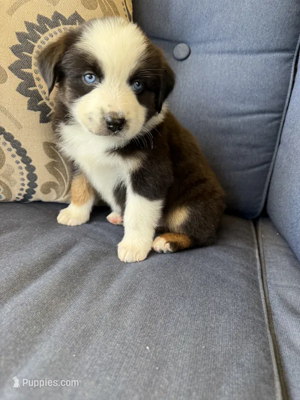 Kili – Miniature Australian Shepherd puppy for sale in Lodi, CA