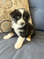 Fili, a male Miniature Australian Shepherd for sale in Lodi, CA – 2 of 10