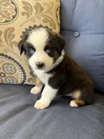 Kili, a male Miniature Australian Shepherd for sale in Lodi, CA – 6 of 10