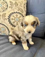 Andy, a male Miniature Australian Shepherd for sale in Lodi, CA – 3 of 9
