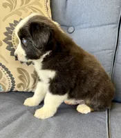 Thorin, a male Miniature Australian Shepherd for sale in Lodi, CA – 6 of 9