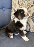 Bilbo, a male Miniature Australian Shepherd for sale in Lodi, CA – 2 of 9