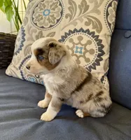 Andy, a male Miniature Australian Shepherd for sale in Lodi, CA – 2 of 9