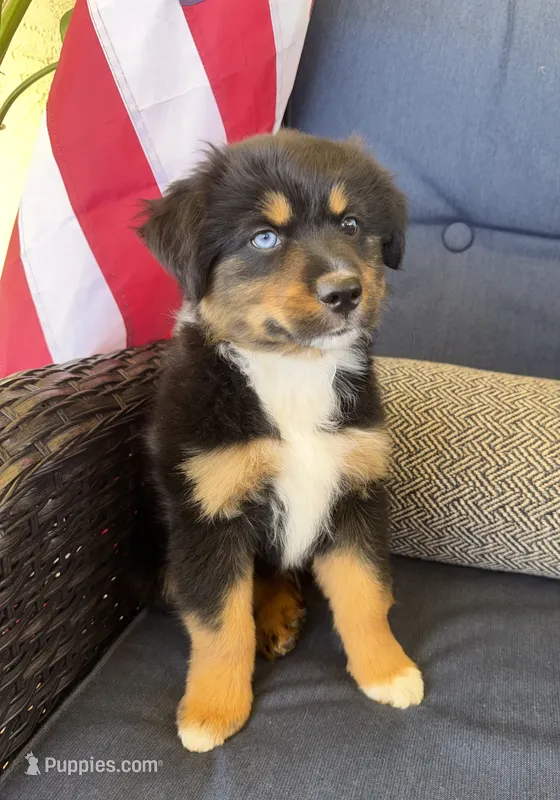 Spunky – Miniature Australian Shepherd puppy for sale in Lodi, CA