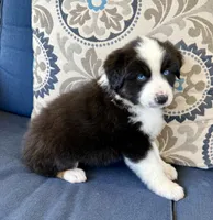 Thorin, a male Miniature Australian Shepherd for sale in Lodi, CA – 3 of 9