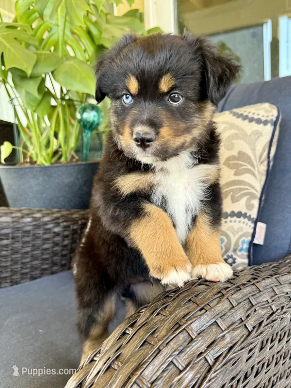 Spunky – Miniature Australian Shepherd puppy for sale in Lodi, CA