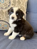 Thorin, a male Miniature Australian Shepherd for sale in Lodi, CA – 9 of 9