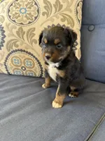 Barney, a male Miniature Australian Shepherd for sale in Lodi, CA – 7 of 10