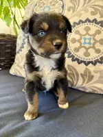Barney, a male Miniature Australian Shepherd for sale in Lodi, CA – 5 of 10