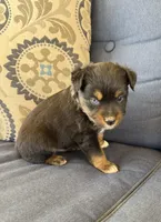 Barney, a male Miniature Australian Shepherd for sale in Lodi, CA – 8 of 10