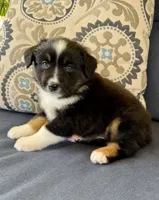 Tauriel, a female Miniature Australian Shepherd for sale in Lodi, CA – 4 of 10