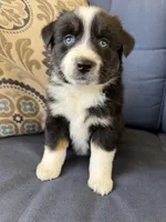 Fili, a male Miniature Australian Shepherd for sale in Lodi, CA – 9 of 10