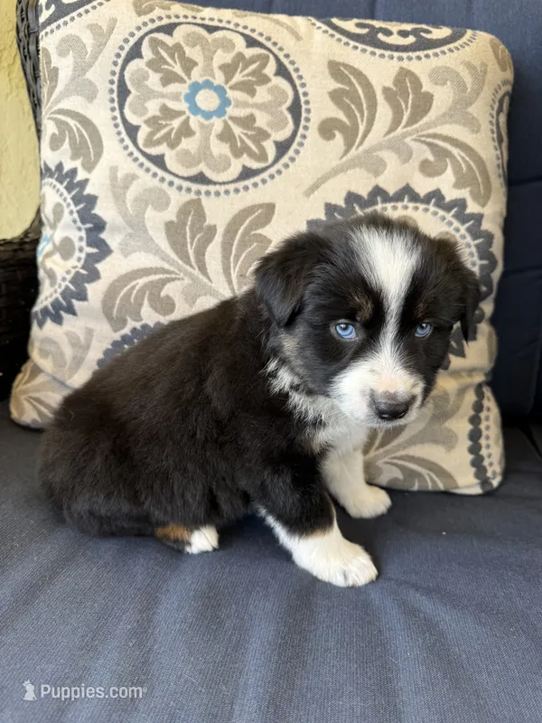 Fili – Miniature Australian Shepherd puppy for sale in Lodi, CA