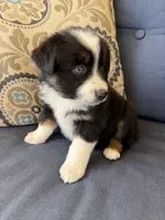 Fili, a male Miniature Australian Shepherd for sale in Lodi, CA – 6 of 10
