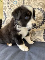 Fili, a male Miniature Australian Shepherd for sale in Lodi, CA – 5 of 10