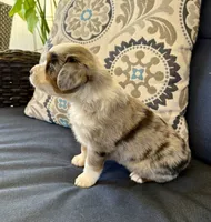 Andy, a male Miniature Australian Shepherd for sale in Lodi, CA – 7 of 9