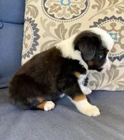 Bilbo, a male Miniature Australian Shepherd for sale in Lodi, CA – 4 of 9