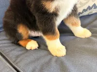 Poky Little Puppy, a male Miniature Australian Shepherd for sale in Lodi, CA – 7 of 10